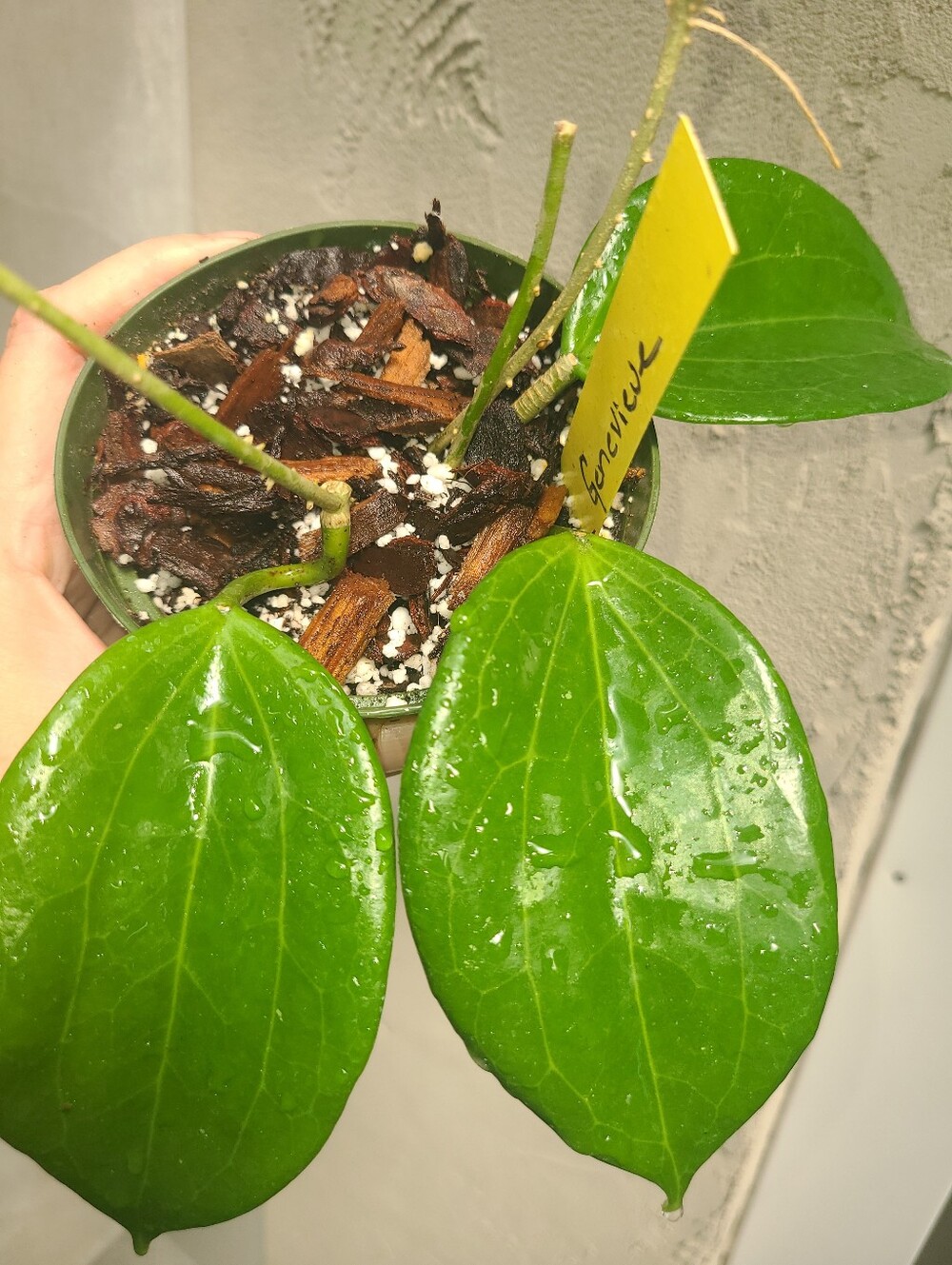 Hoya Genevieve